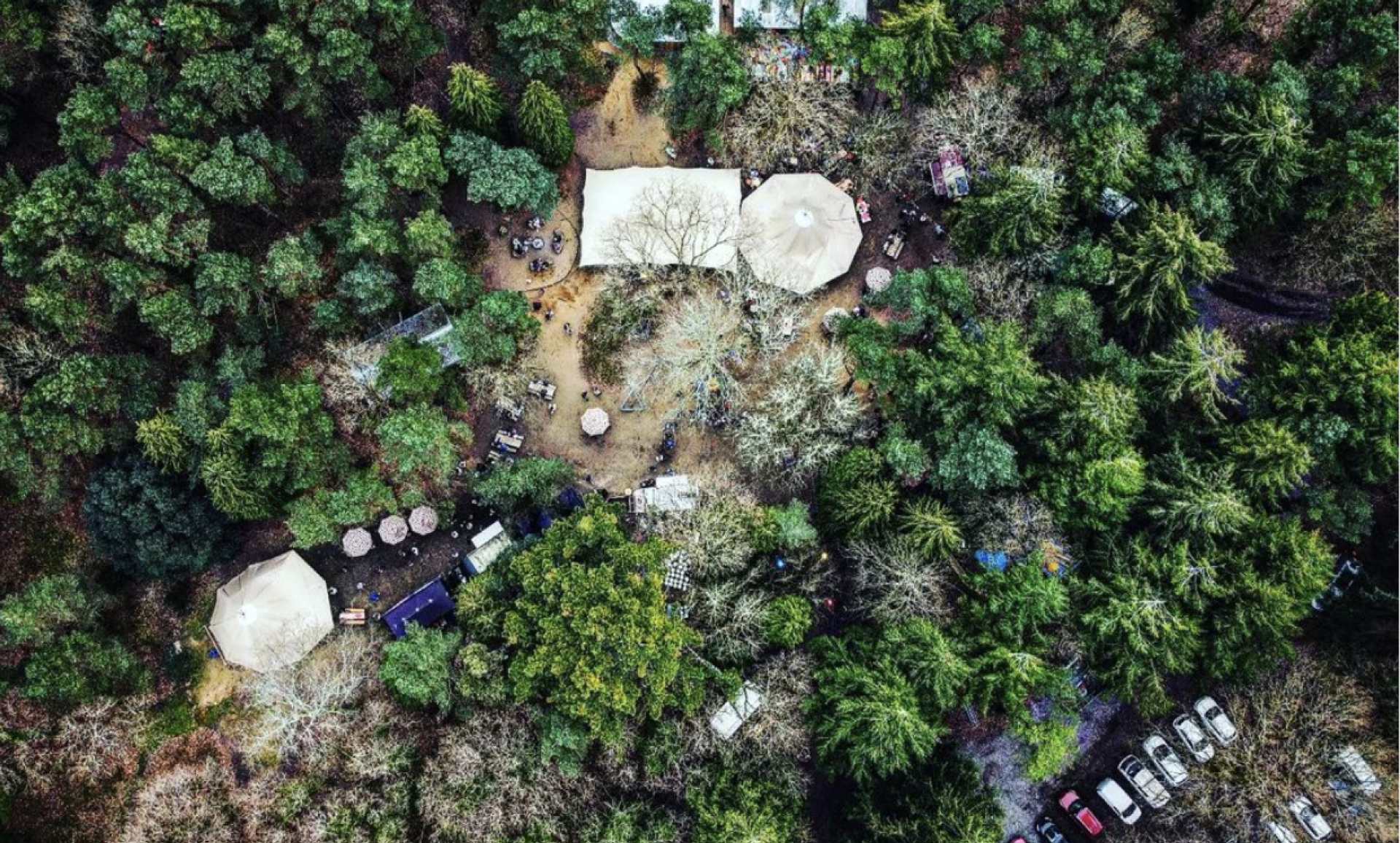 forest birds eye view