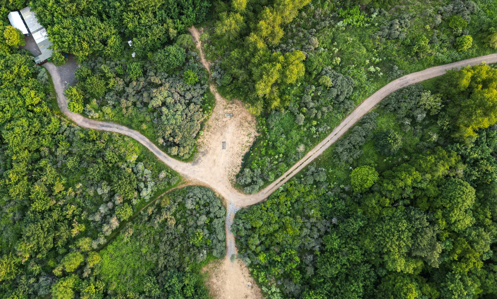 forest above