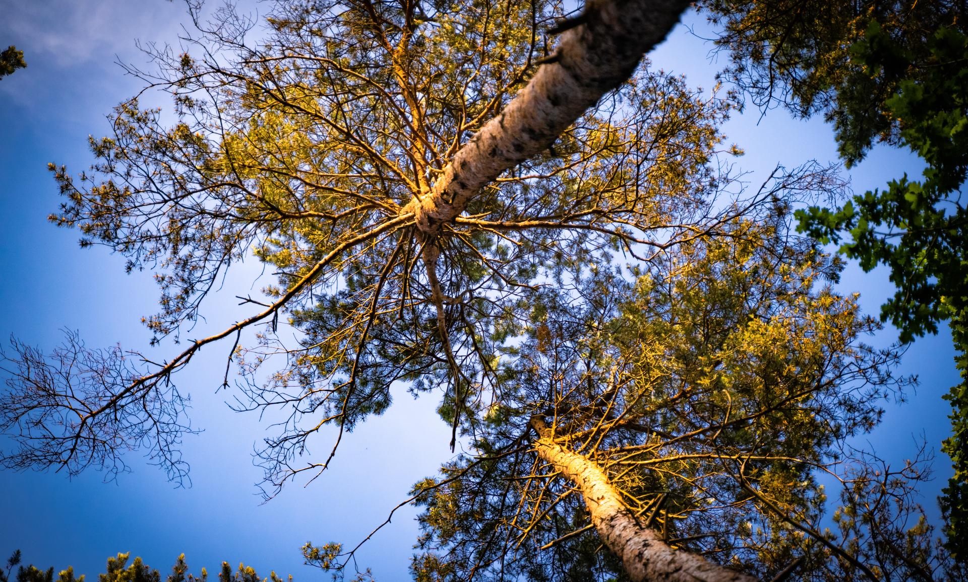 forest ground shot